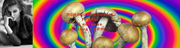 шишки Белоозёрский